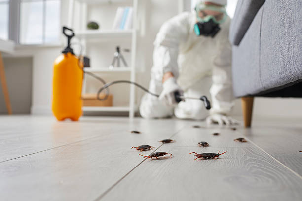 Commercial Kitchen Cockroach Control in Justice